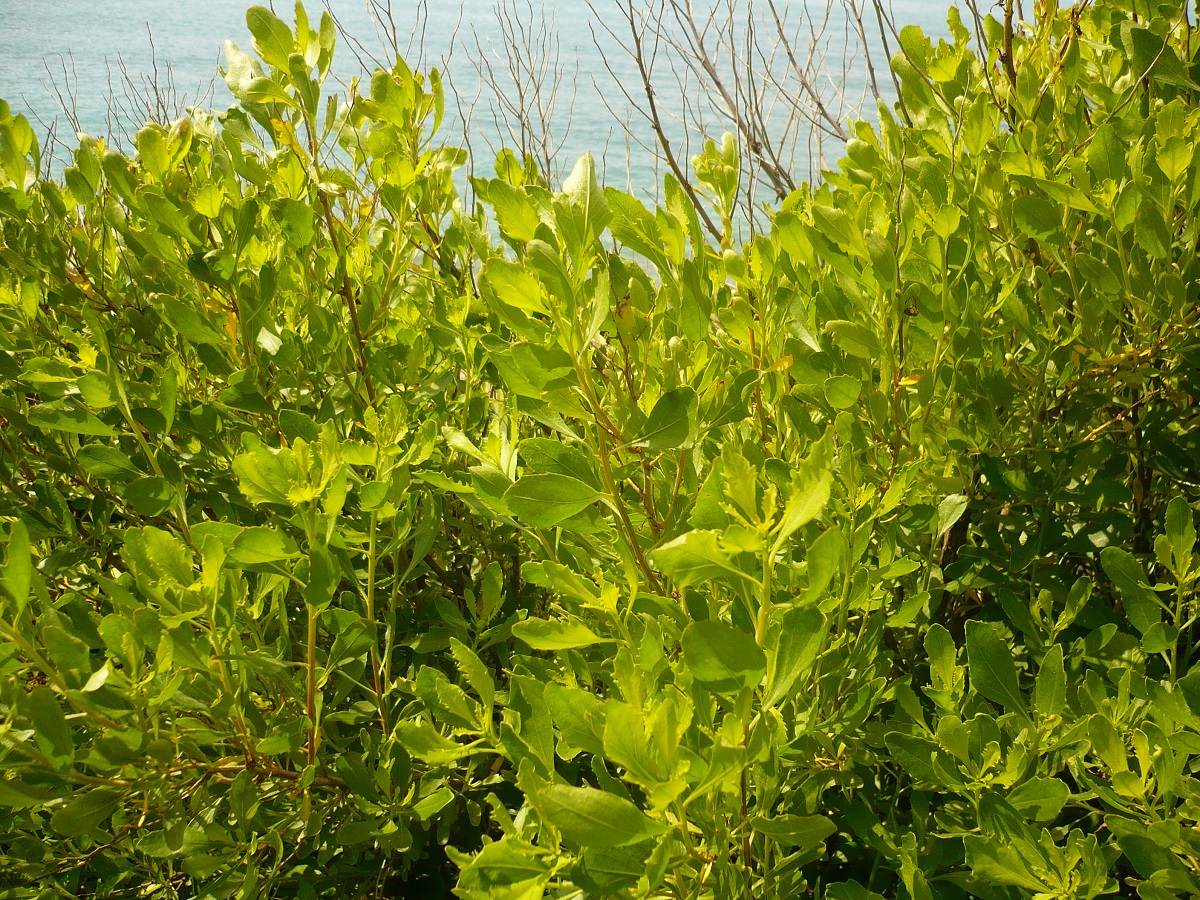 Baccharis halimifolia (Asteraceae)